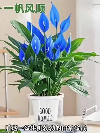 一帆风顺多色白掌盆栽室内绿植花卉水培植物四季易活吸除甲醛好养#白掌盆栽#花卉植物#绿植植物