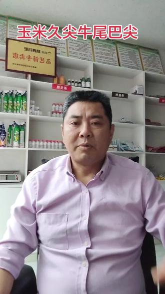 如何预防牛尾巴尖 玉米久尖牛尾巴尖的五种原因