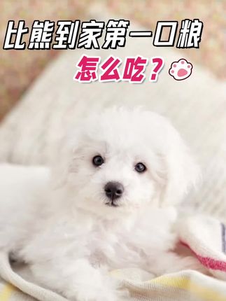 比熊到家第一口粮怎么吃 #比熊 #狗粮推荐 #狗狗