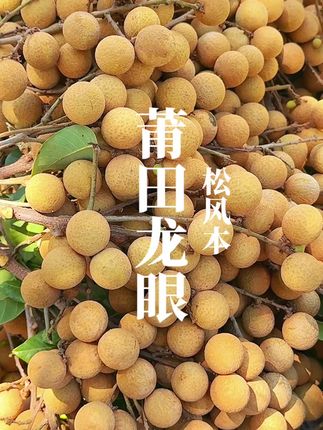 莆田松风本龙眼,脆甜多汁,果肉很厚实,甜度也非常高,自己吃或送礼都很合适#莆田龙眼 #龙眼 #水果 #新鲜应季水果