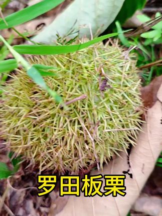 最后一波板栗了!!#优质农产品 #板栗 #罗田板栗