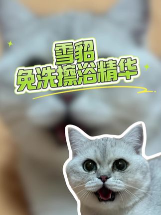 天热了,猫猫的清洁需要做起来了,不用出去洗澡,麻烦不说洗一次还贵,就用这个免洗精华在家就能搞定#萌宠好物 #科学养宠 #雪貂留香 #宠物免洗精华