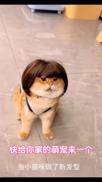 宠物假发头套 这个小玩意儿太好玩了!快来看看我给毛孩子做的发型吧~#宠物变装#宠物假发 #猫狗头套#好物推荐🔥