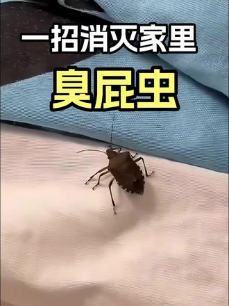 没能及时做好防护,臭屁虫容易反复进屋停留,影响居家生活体验 谁懂啊家人们!居家门窗缝隙、墙角边角、阳台窗台、外墙周边、庭院绿植旁,换季降温气候微凉,环境安静避光又避风,很容易吸引臭屁虫进屋停留栖息。这类小虫一旦误入室内,触碰后容易散发出刺鼻异味,躲在缝隙角落很难自行驱赶,日常看到也让人心里不适。这款臭屁虫杀虫剂,雾化细腻喷洒均匀,可覆盖门窗缝隙、墙角外墙、阳台暗处等隐蔽位置,气味配比温和不刺鼻,室内居家、外墙庭院都适合常规喷施防护。#臭屁虫杀虫剂 #居家防虫防护# 庭院门窗除虫 #低层住户防虫# 外墙缝隙防虫