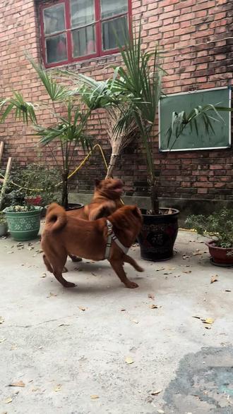 见面先打架 战斗力都很强 不分上下😹#五红犬