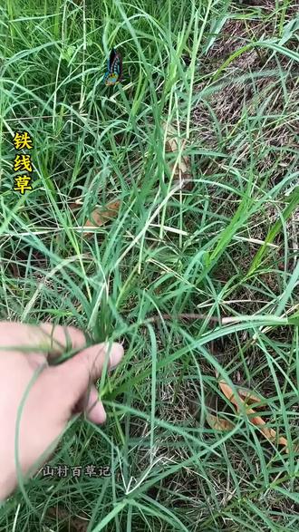 在农村,有很多房前屋后都有这种铁线草,又名狗牙根,遇见他,可别把他当成一个废物,一定要保护好它,用处可大#自然生长的植物 #采挖鲜草 #生命力顽强的植物 #种草激励计划