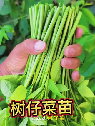 脆嫩爽口蔬菜,吃过一次就难记#树仔菜 #健康蔬菜 #树仔菜 #新农人计划 #种菜