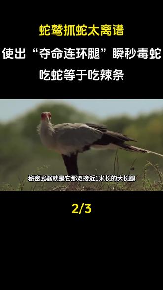 蛇鹫抓蛇太离谱!使出“夺命连环腿”瞬秒毒蛇,吃蛇等于吃辣条#科普#科普一下#科普知识#科普故事#奇闻奇事