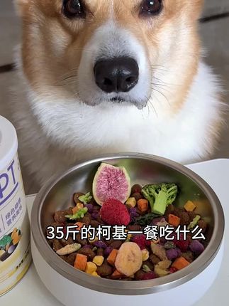 狗狗是杂食动物,平时不能只吃肉肉,还要吃些果蔬才会营养均衡! #萌宠 #柯基#当你有只馋嘴狗狗 #养狗经验分享 #家有馋狗