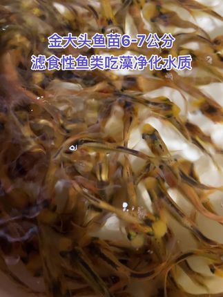 金大头又称金花鲢、金鳙鱼金胖头、含金量非常高,吃水里的浮游生物绿澡或吃肥水就可以长大,一年可长五到八斤、肉质鲜美,市场价格高#水产养殖