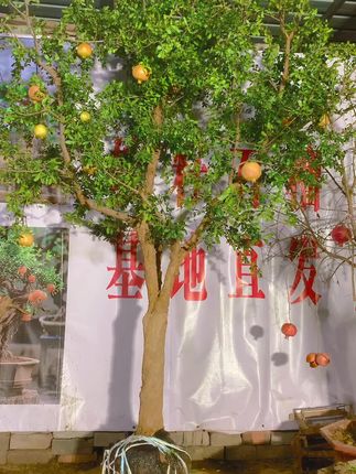 精品突尼斯软籽石榴