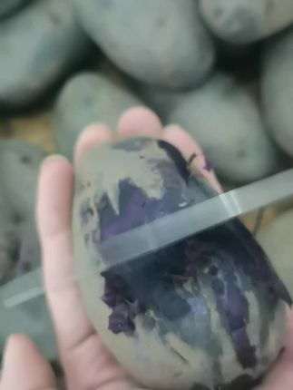 这样的黑土豆,你吃过没有#黑土豆#三农#三农流量扶持计划
