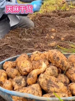 咱家天麻都是生长在大山深处,三年一个周期,无熏硫无染色自然本色天麻#天麻炖鸡 #天麻鸽子汤 #天麻炖排骨 #天麻干#山货