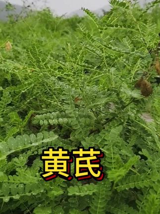 家里种的黄芪马上要进入采收季了,希望在这一个月里它能好好长大😊#黄芪 #农村创业 #我为家乡农产品代言 #抖音农村人 #我的农村生活