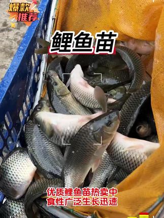 鲤鱼也叫田鱼,长得快,适应能力强,稻田都能养,一年3-4斤 #鱼苗 #鲤鱼 #四大家鱼养殖 #水产养殖 #农村
