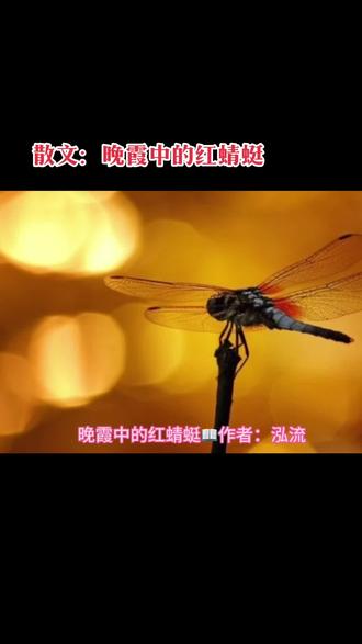 晚霞中的红蜻蜓