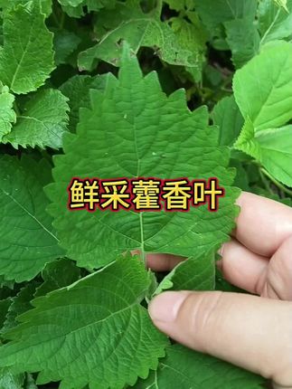 藿香叶的美味吃一次就难忘#藿香叶 #藿香鲫鱼 #草本植物 #新鲜采摘 #很好吃