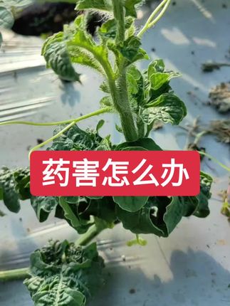 秋季种植药害频发#农业种植技术 #药害#药害解决方案 #农业种植技术 #解药害