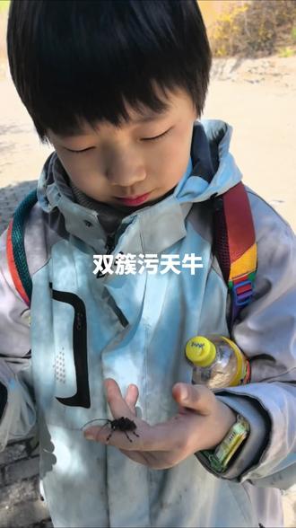 一只会发出叽叽叽叽的双簇污天牛 双簇污天牛是林区常见害虫,没有毒。#昆虫 #天牛 #害虫 #清明