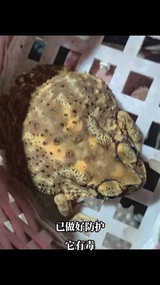 蟾蜍,也叫蛤蟆(há ma,蟆单独读má),俗称癞蛤蟆、癞猴子、癞刺、癞疙宝。无尾目、蟾蜍科动物的总称,属蟾蜍科的两栖动物,体表有许多疙瘩,皮肤粗糙,内有毒腺,其中最大的一对是位于头侧鼓膜上方的耳后腺。