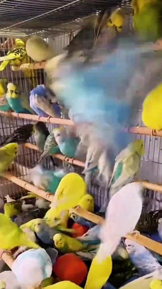 鹦鹉不对劲怎么看?记住这几点,新手也会辨 #鹦鹉 #小鸡 #鹦鹉生病 #宠物知识