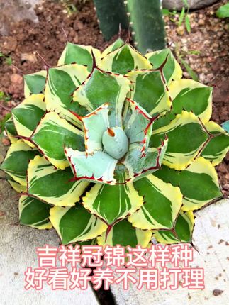 旱地里的莲花吉祥冠锦露天轻松度夏好过冬 耐旱耐热好度夏多肉植物龙舌兰吉祥冠锦,高温40度不怕晒,露天地栽不怕淋雨,搭配仙人掌做庭院景观好看好养#种植小知识 #种植小技巧 #家庭园艺 #庭院景观