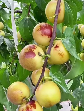 头茬大荔冬枣,新鲜采摘,顺丰发货#大荔冬枣 #优质农产品 #水果 #新鲜采摘 #口感特别好