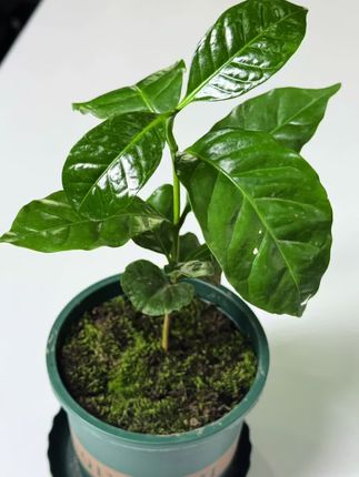 #禅意风设计 #奶油原木风大平层 咖啡树与你