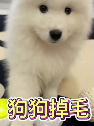 狗狗掉毛给它吃这个轻松解决#宠物狗 #狗狗 #萌宠 #宠物狗狗 #养狗日常
