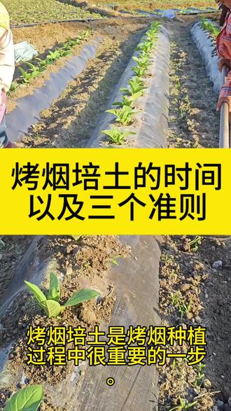 烤烟培土的时间以及三个准则,你都知道吗#抖音助农