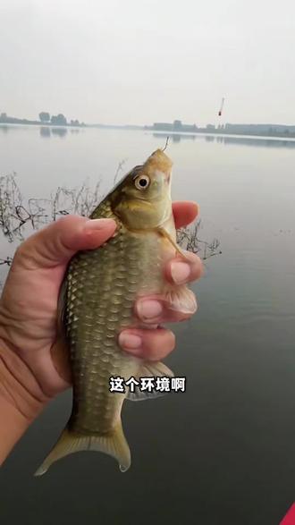 老鬼南极磷虾酒米,不管你是玩黑坑竞技还是野钓湖库,只要加一点在你饵料里,你的鱼获会有意想不到的收获,也可以直接打窝使用,喜欢的钓友千万不要错过!#窝料 #酒米打窝 #老鬼鱼饵 #钓鱼技巧