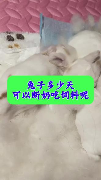 兔子多少天可以断奶吃饲料呢#养兔#养兔人#养兔知识