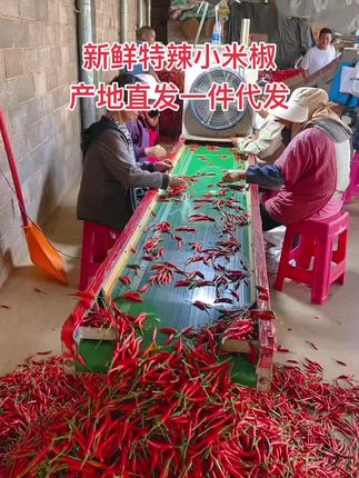 #新鲜采摘 #产地直发 #新鲜特辣辣椒 #农产品 #无辣不欢 逐渐开始涨价咯,需要小米椒的朋友们可以抓紧囤了
