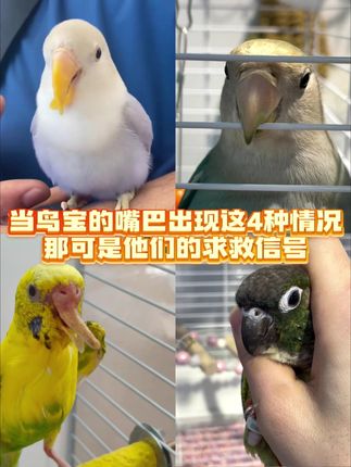 当鸟宝的嘴巴出现这4种情况,那是求救信号