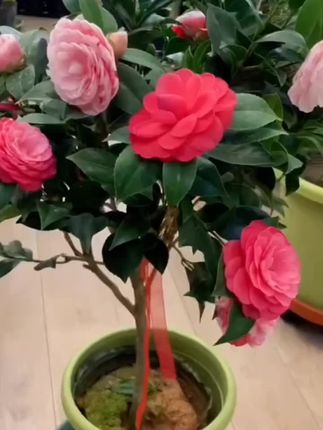 香妃茶花五色赤丹名贵品种茶花盆栽花卉园艺开花香味带花苞四季绿#香妃茶花五色#茶花盆栽#开花香味带花苞四季绿#