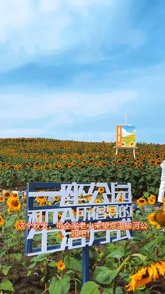 这个秋天,想带全家老小一起出门走走吗?望京的爸爸妈妈、爷爷奶奶注意啦!温榆河公园的向日葵开得正盛,现在可是亲子出游的黄金时间!
坐上855路公交车,半个小时就能直达公园1号门。这片金灿灿的向日葵梯田,小朋友见了准会欢呼——比人还高的向日葵,就像走进童话里的金色王国!
这里特别适合带老人和孩子一起来。园区步道平坦好走,爷爷奶奶散步完全不费劲。小朋友可以在花田间认识植物、观察蜜蜂,还能和向日葵比身高,特别有趣!
不少家庭都是三代同游:爸爸妈妈拍照,爷爷奶奶散步,孩子们在花田里开心奔跑。学校也组织学生来写生,真是老少皆宜的好去处。
花期预计持续到10月中旬,现在正是最美的时候。建议早上8点到10点,或者下午4点到6点来,光线柔和,拍照好看,气温也舒适。
快带上家里的老人和孩子,一起来温榆河公园,创造属于这个秋天的金色记忆吧!#向日葵 #浪漫花海