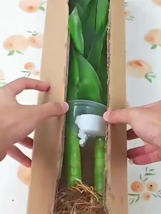 富贵竹特别好看,寓意也超级好!!#好物推荐🔥 #室内盆栽