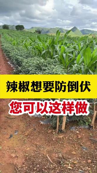 辣椒想要防倒伏,您可以这样做 #辣椒种植 #辣椒增产 #辣椒防倒伏 #辣椒管理 #农业种植
