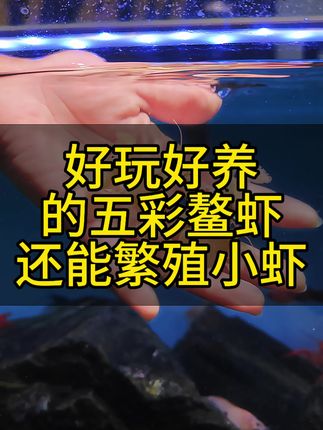 冬天不用加热棒,有水就能养活的五彩鳌虾,还能清理鱼缸跟繁殖小虾。#五彩鳌虾 #观赏虾 #鳌虾 #养鱼日记 #水族 @DOU+小助手