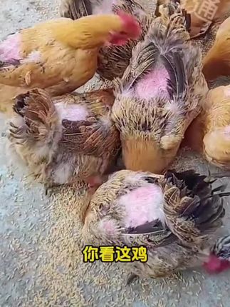 啄肛啄羽啄蛋#养殖