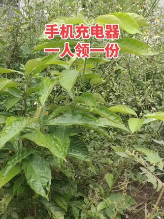 手机充电器,快充不伤机。#手机充电器 #手机充电线 #手机配件 #手机数据线