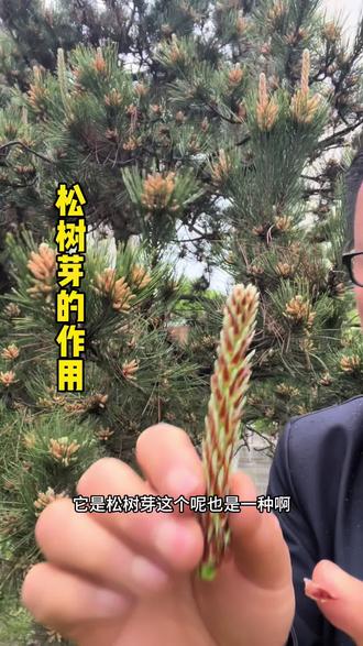 松树芽您吃过吗?#生哥说草#农村生活