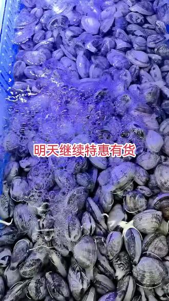 贝壳类明天继续特惠有货