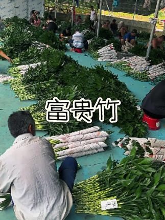 它来到我们家的那一天还只是一棵小小的竹子。#竹子 #园艺 #富贵竹