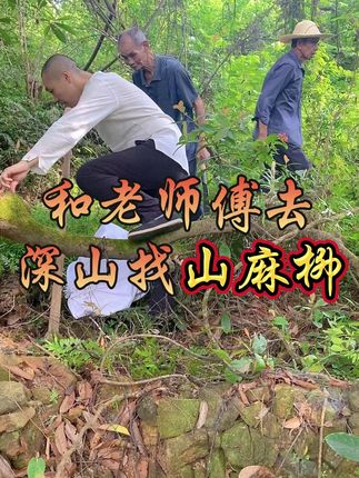 树中清道夫就在深山老林 #你知道吗 #别划走 #认识一下