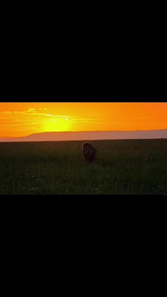 米娜18个小时前到现在一天的行程
#米娜 #荣嘉狮群 #保护野生动物 #野生动物零距离 #抖音别限流