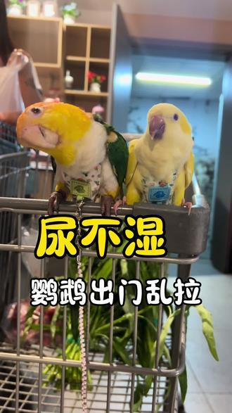 我家鹦鹉真的太能拉了!出鸟笼十分钟就能拉一坨💩。它安排了尿不湿,按扣设计的那种,完全不怕它啃咬。现在出门终于不用担心它拉我身上了,扣上放飞绳后,连飞丢的顾虑也少了些~#鹦鹉尿不湿#鹦鹉屎兜#鹦鹉出门#鹦鹉乱拉#鹦鹉飞丢了