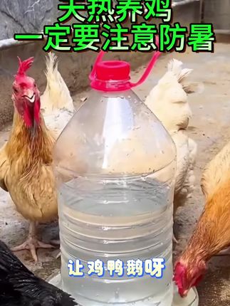 天热养鸡要防暑#养鸡人