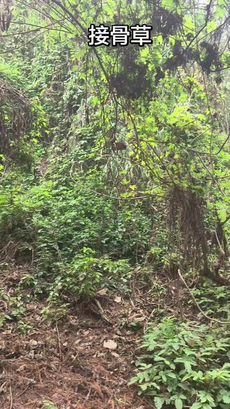 核心功效
1. 活血散瘀,续筋接骨(主打)
专治跌打损伤、骨折、扭伤肿痛,能促进瘀血消散、筋骨修复,是伤科常用药。
2.消肿止痛
缓解关节肿痛、肌肉拉伤、瘀血硬块,外用效果显著。
3. 祛风利湿
改善风湿痹痛、关节僵硬、水肿、小便不利。
#新农人计划2022 #农村生活 #中药材 #中医科普 #挖草药