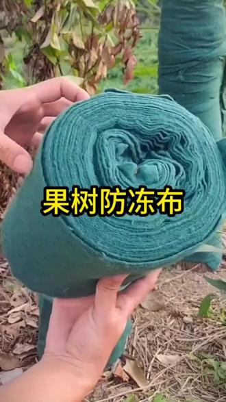 【树干防寒裹树布】植物冬季保温棉布缠树带园林包树无纺布防护围挡#植物防寒 #裹树布 #冬季防护 #园林用品 #树木保暖